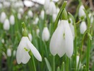 snowdrop-schneeglockchen-ghiocel_1024x768