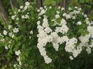 spirea-cununita