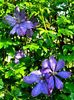 Clematis Mrs Cholmondeley