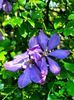 Clematis Mrs Cholmondeley