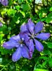 Clematis Mrs Cholmondeley