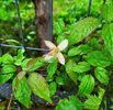 Clematis Marjorie