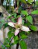 Clematis Marjorie