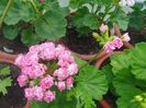 Australian Pink Rosebud