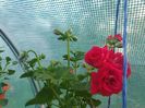 Red Sybil