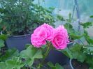 Pink Sibyl