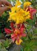 Img.2023.05.08- Rhododendron