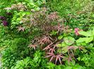 Hubbs Red Willow
