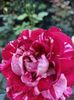 IMG-20230513-WA0145