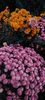 IMG-20230513-WA0136