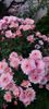 IMG-20230513-WA0133