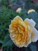 IMG-20230513-WA0117