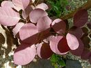 Cotinus Royal Purple