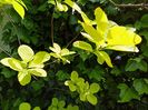 Cotinus Golden