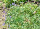 Geranium