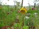 geum Alabama Slammer