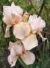 iris roz Eduard of windsor