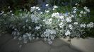 Cerastium