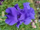 Blue Temptations