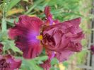 Braises Incandescence