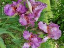 Mallow Dramatic