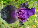 Velours noir
