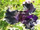 Black Phantom (1)