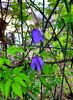 Clematis Alpina