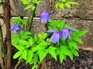 Clematis Alpina