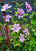 Clematis Proteus