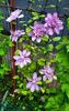 Clematis Proteus