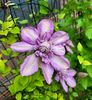 Clematis Proteus