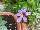 Sisyrinchium angustifolium