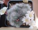 Rebutia albiflora
