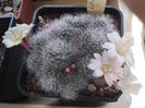 Rebutia albiflora
