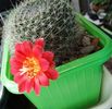 Rebutia minuscula