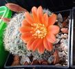 Rebutia senilis