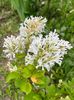 Liliac pitic