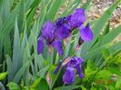 iris germanica