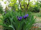 iris germanica