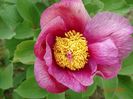 mlokosewitschii hybrid