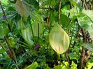 Arum italicum