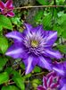 Clematis Multi Blue