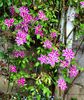 Clematis Doctor Ruppel