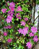 Clematis Doctor Ruppel