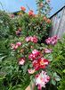 D80B9AD3-D263-4575-860B-2D225AA184BC