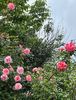 436F6080-6DC0-4DE9-B816-97A5398D3FB3