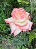 FB06EA69-B8A1-457A-9917-DDA667C212FA