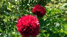 Red grace