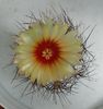 Astrophytum senile v. aureum
